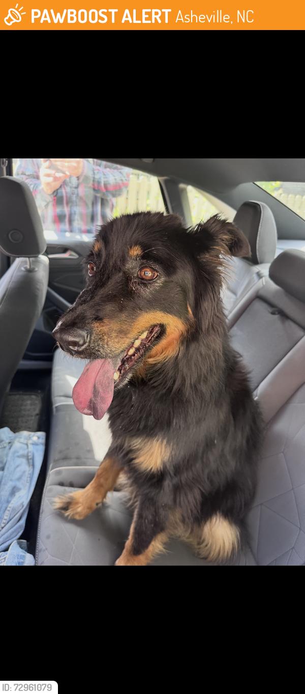 Found/Stray Unknown Dog last seen Kenilworth rd, Asheville, NC 28801