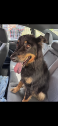 Found/Stray Unknown Dog last seen Kenilworth rd, Asheville, NC 28801