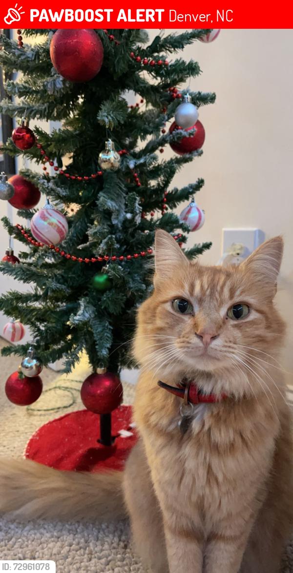 Lost Male Cat last seen Near Teal Dr, Denver, NC 28037
