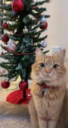 Lost Male Cat last seen Near Teal Dr , Denver, NC 28037