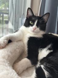 Lost Female Cat last seen Torrington and W.44, Parma, OH 44134