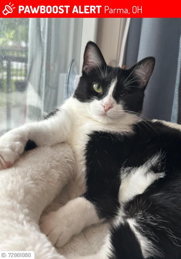 Lost Female Cat last seen Torrington and W.44, Parma, OH 44134