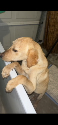 Found/Stray Male Dog last seen Near Autumn Springs Ln Spring, TX  77373 United States, Spring, TX 77373