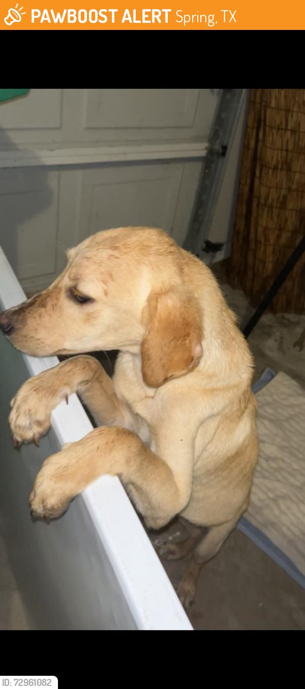 Found/Stray Male Dog last seen Near Autumn Springs Ln Spring, TX  77373 United States, Spring, TX 77373