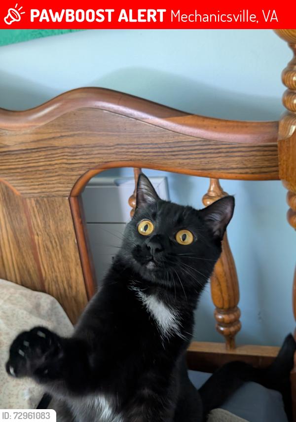 Lost Female Cat last seen Battlefield Green & Hanover Meadow Dr, Mechanicsville, VA 23111