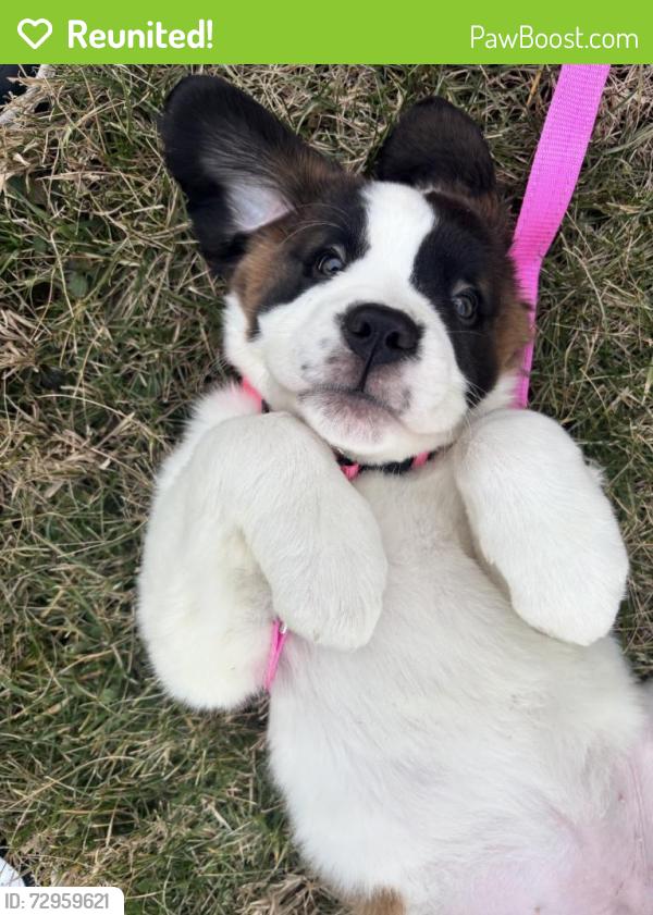 Reunited Female Dog last seen Near jackson rd hamilton ohio, Hamilton, OH 45011