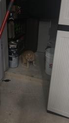 Reunited Male Cat last seen Galm Rd, San Antonio, TX 78253
