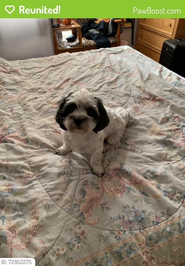 Reunited Male Dog last seen Drumcliff Ave & Gold Coast Dr, San Diego, CA 92126