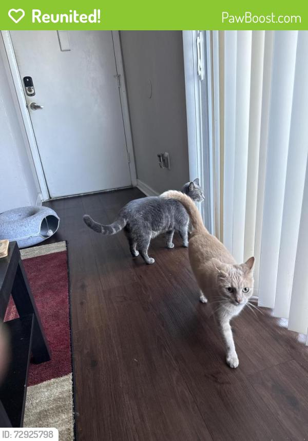 Reunited Male Cat last seen Trellis at the lakes apmts, St. Petersburg, FL 33716