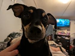 Lost Male Dog last seen Big clock of Berea , Berea, SC 29617