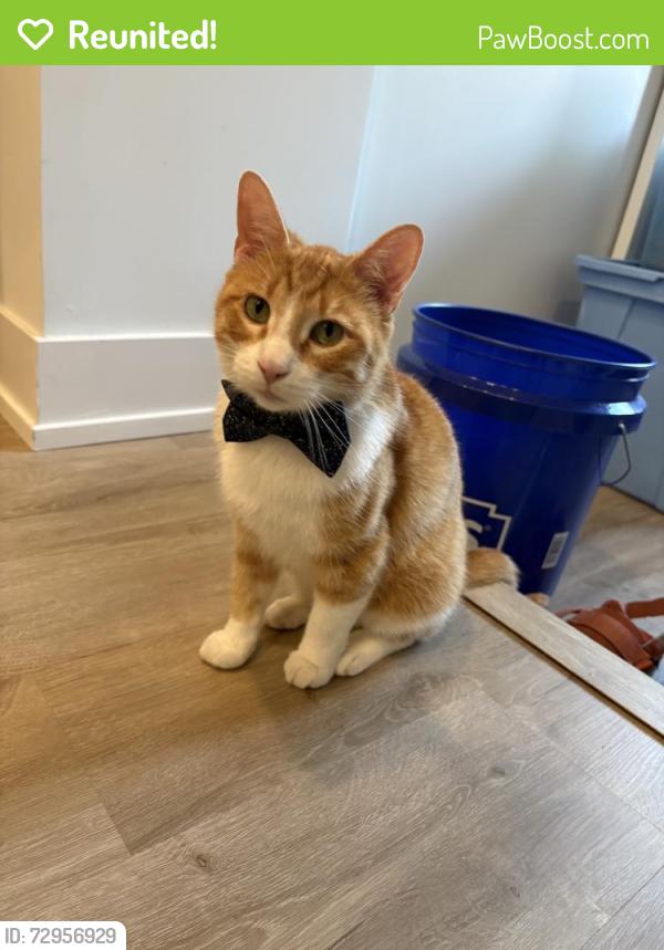 Reunited Male Cat last seen Near W Belmont Ave, Chicago, IL 60618, USA, Chicago, IL 60618