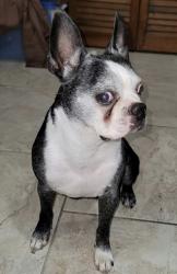 Lost Male Dog last seen Lecanto Fl, Lecanto, FL 34461
