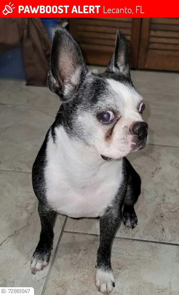 Lost Male Dog last seen Lecanto Fl, Lecanto, FL 34461