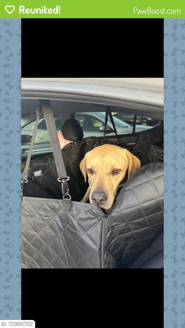 Reunited Male Dog last seen hse, El Paso, TX 79938