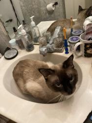 Lost Male Cat last seen Main st, Staunton, IL 62088