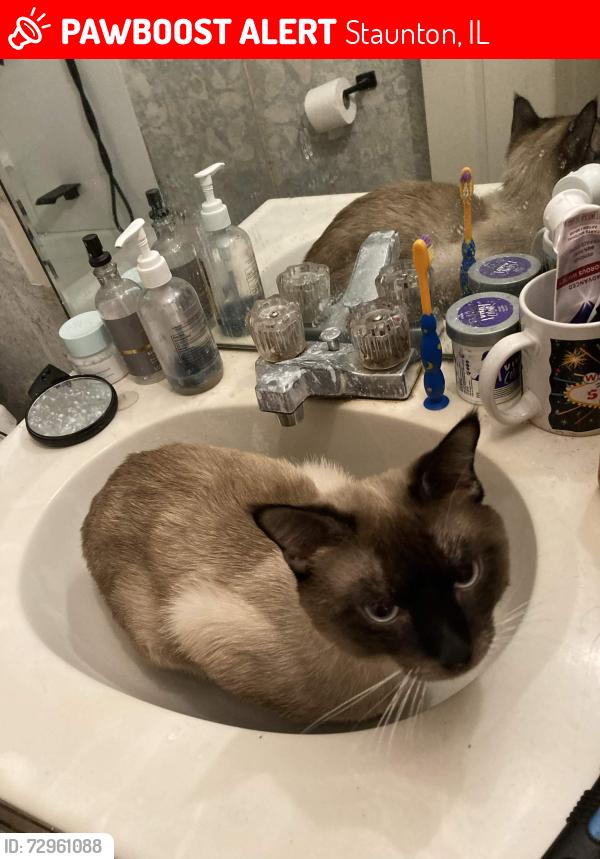 Lost Male Cat last seen Main st, Staunton, IL 62088