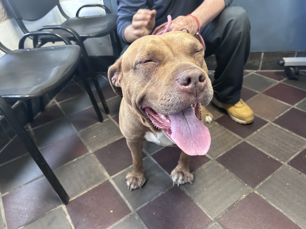 Shelter Stray Female Dog last seen Near Bryant Avenue, BRONX, NY, 10458, New York, NY 10029