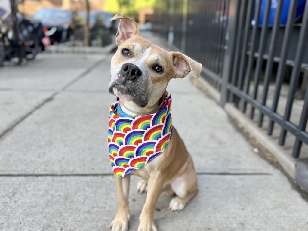 Shelter Stray Male Dog last seen Morris Avenue, BRONX, NY, 10451, New York, NY 10029