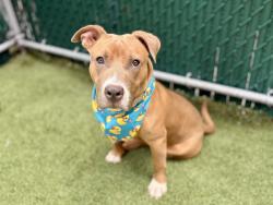 Shelter Stray Male Dog last seen Near E 110 Street, NEW YORK, NY, 10029, New York, NY 10029