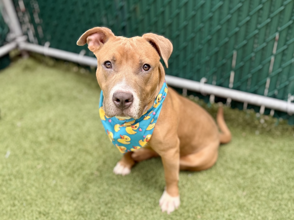 Shelter Stray Male Dog last seen Near E 110 Street, NEW YORK, NY, 10029, New York, NY 10029