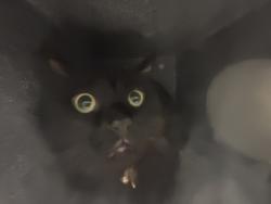 Shelter Stray Male Cat last seen Near E 112 Street, BRONX, NY, 10451, New York, NY 10029