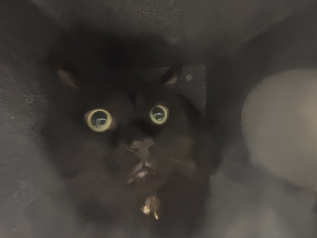 Shelter Stray Male Cat last seen Near E 112 Street, BRONX, NY, 10451, New York, NY 10029