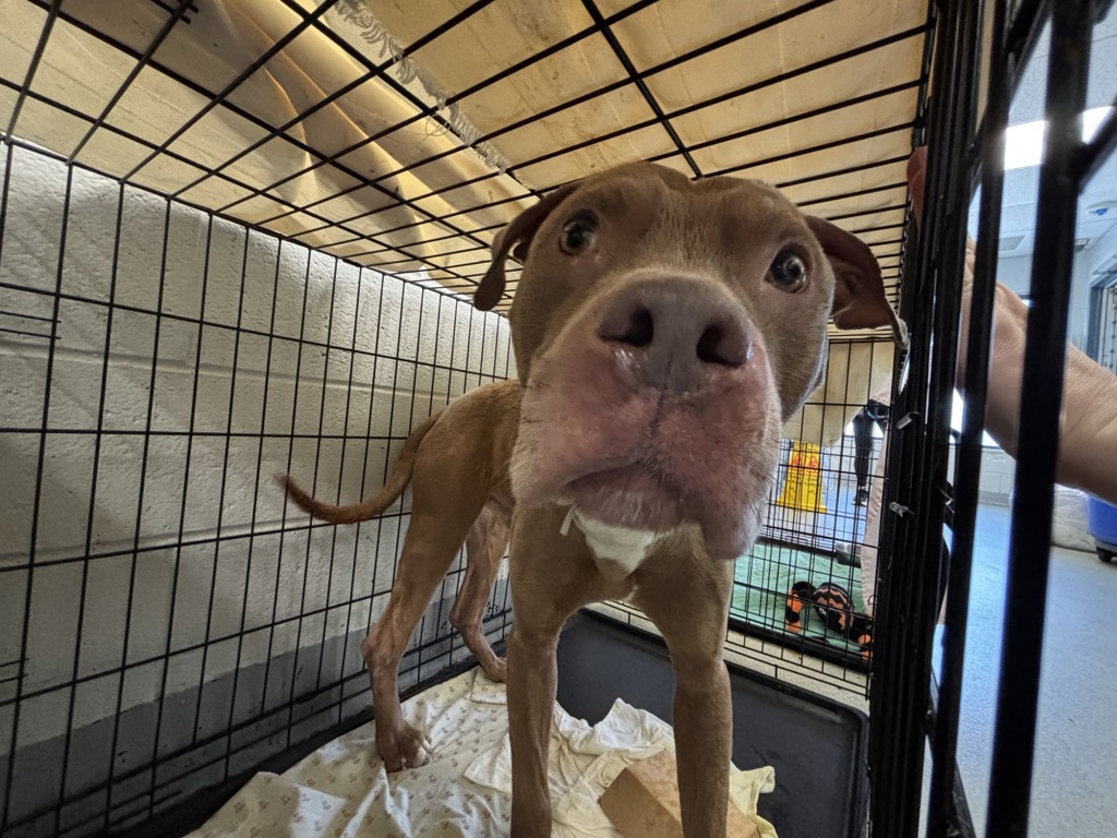Shelter Stray Male Dog last seen Apt 3L,773 Concourse Village Street, BRONX, NY, 10451, New York, NY 10029