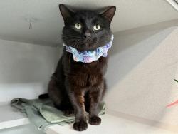 Shelter Stray Male Cat last seen Near Bronxwood Avenue, BRONX, NY, 10469, New York, NY 10029