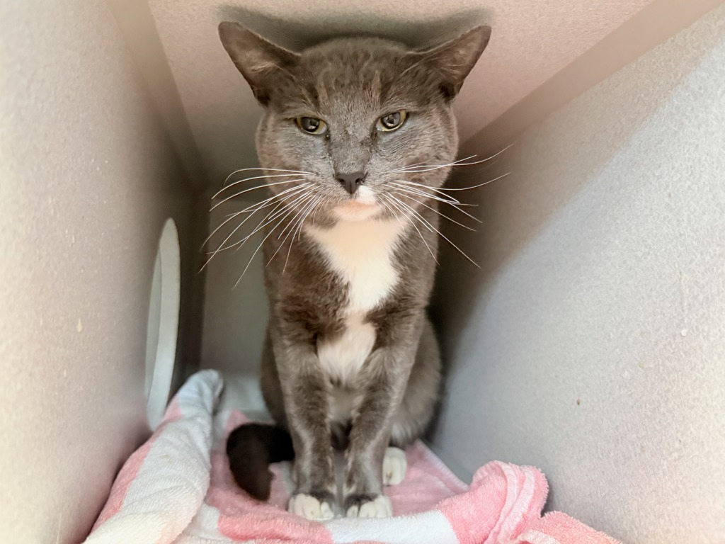 Shelter Stray Male Cat last seen Near Hughes Avenue, BRONX, NY, 10454, New York, NY 10029