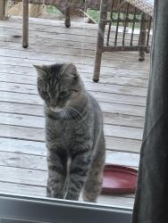 Reunited Unknown Cat last seen Near Ardmore Crossing Shelbyville Ky , Shelbyville, KY 40065