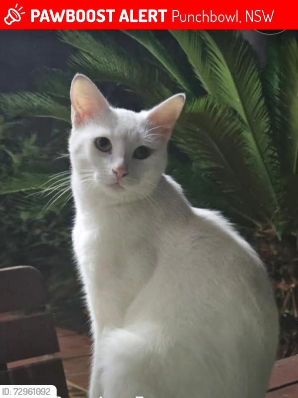 Lost Male Cat last seen The boulevarde, Punchbowl, NSW 2196