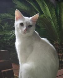 Lost Male Cat last seen The boulevarde, Punchbowl, NSW 2196