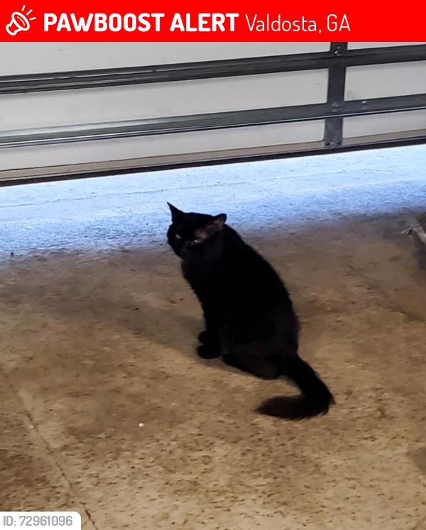Lost Male Cat last seen Across Humane Society of Valdosta (Remerton area), Valdosta, GA 31601