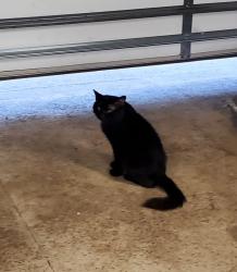 Lost Male Cat last seen Across Humane Society of Valdosta (Remerton area), Valdosta, GA 31601