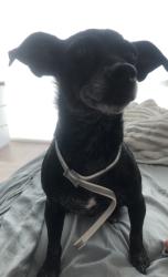 Found/Stray Female Dog last seen 43rd, Houston, TX 77018