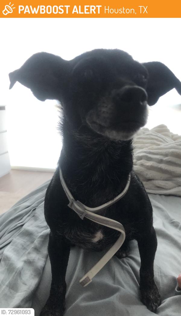 Found/Stray Female Dog last seen 43rd, Houston, TX 77018