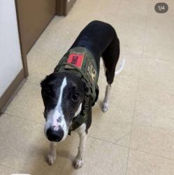 Reunited Male Dog last seen Near Ramsey rd by the new Dutch Bros, Fayetteville, NC 28301