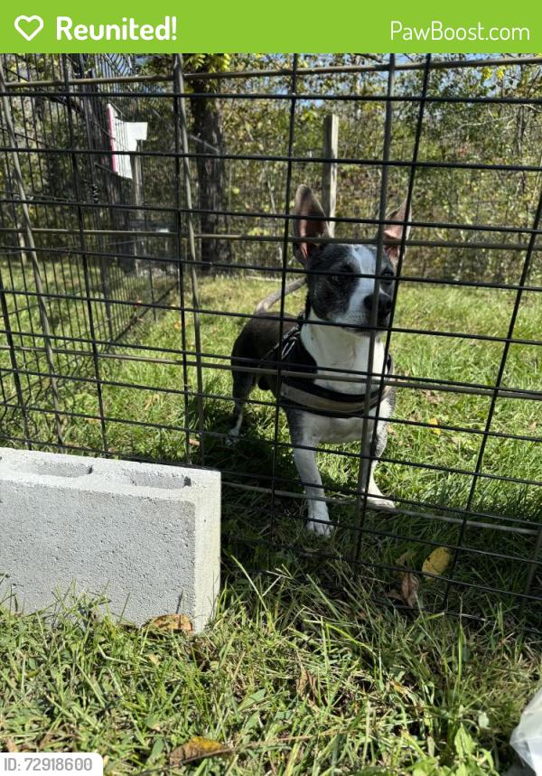 Reunited Male Dog last seen Holston apt Monticello road, Weaverville, NC 28787