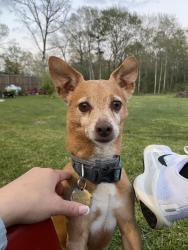 Reunited Male Dog last seen Loop 336 near the waste management land fill, Conroe, TX 77301