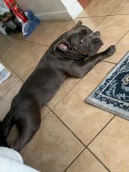 Lost Male Dog last seen 27th ave 151 st., Miami Gardens, FL 33054