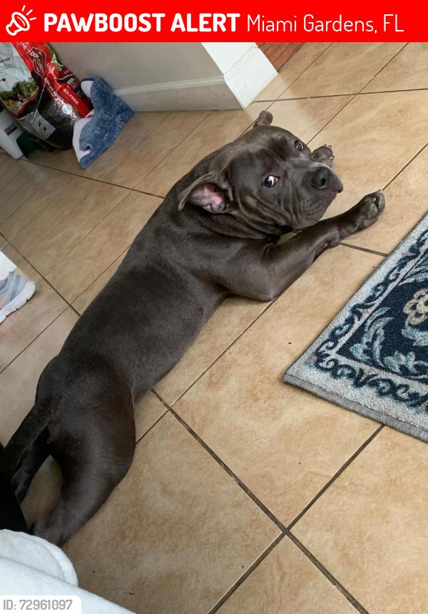 Lost Male Dog last seen 27th ave 151 st., Miami Gardens, FL 33054