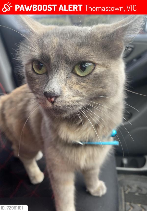 Lost Female Cat last seen Near Alvarado Avenue Thomastown, Thomastown, VIC 3074