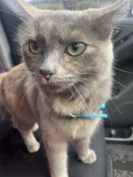Lost Female Cat last seen Near Alvarado Avenue Thomastown , Thomastown, VIC 3074