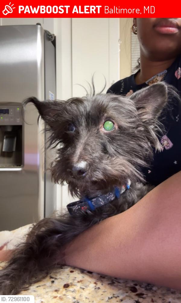 Lost Male Dog last seen Arion Ave , Baltimore, MD 21234