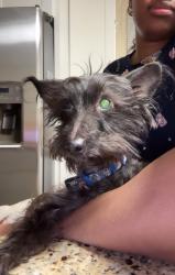 Lost Male Dog last seen Arion Ave , Baltimore, MD 21234