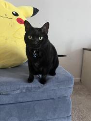 Lost Female Cat last seen Memorial parkway, Akron, OH 44303