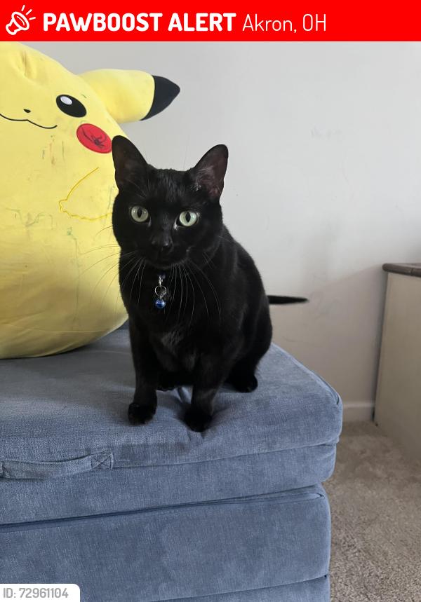 Lost Female Cat last seen Memorial parkway, Akron, OH 44303