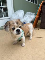 Found/Stray Male Dog last seen Harbor Dr and NE 4th street pompano beach, Pompano Beach, FL 33062