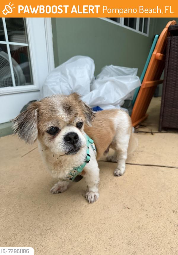 Found/Stray Male Dog last seen Harbor Dr and NE 4th street pompano beach, Pompano Beach, FL 33062