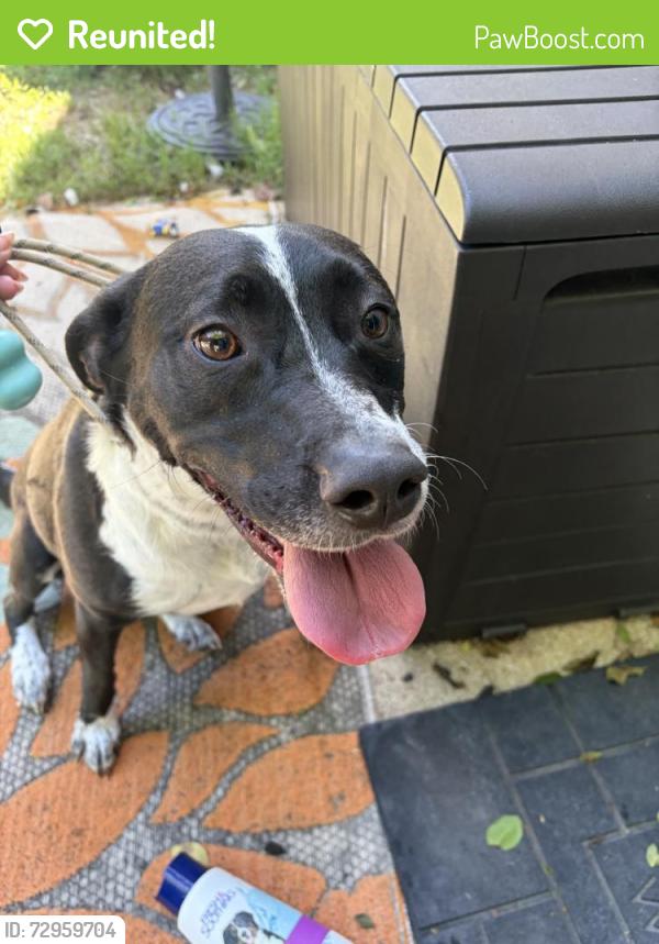 Reunited Female Dog last seen Sedley Rd, Virginia Beach, VA 23462, USA, Virginia Beach, VA 23462